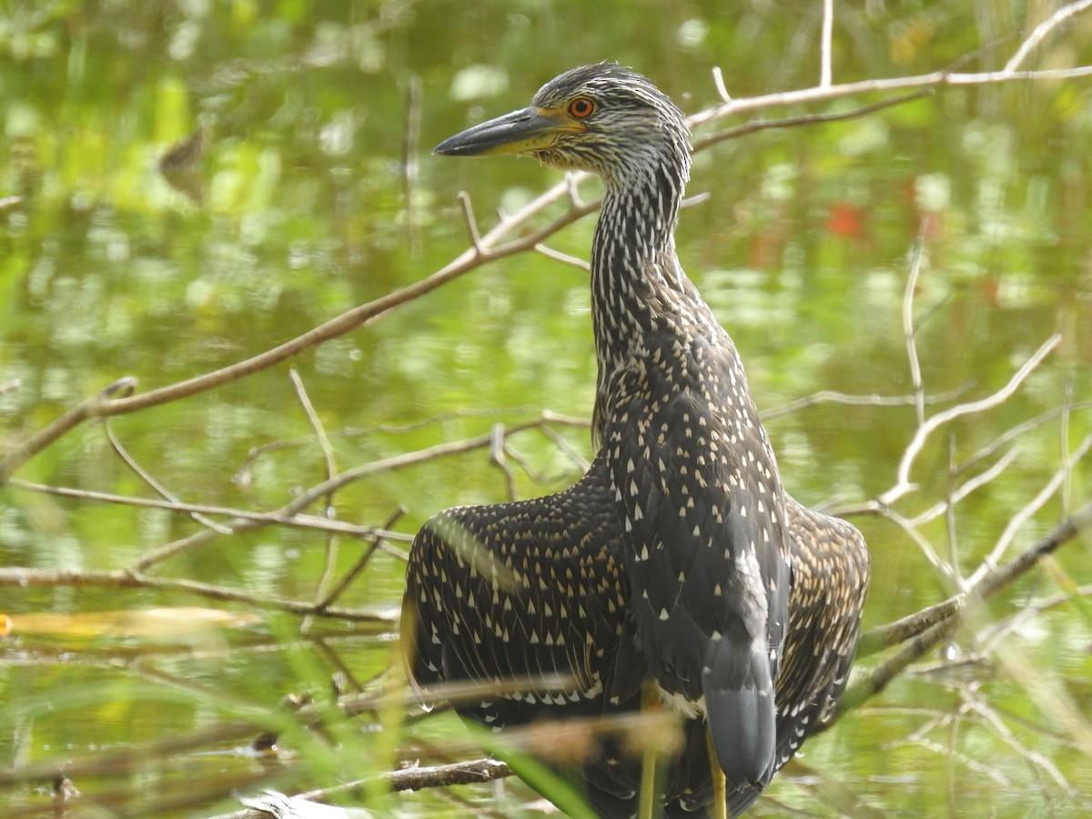 Yellow-crowned Night Heron - ML617788051