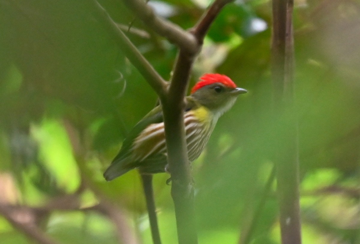 Painted Manakin - ML617788089