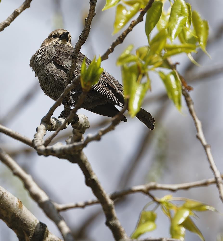 Brown-headed Cowbird - ML617788111