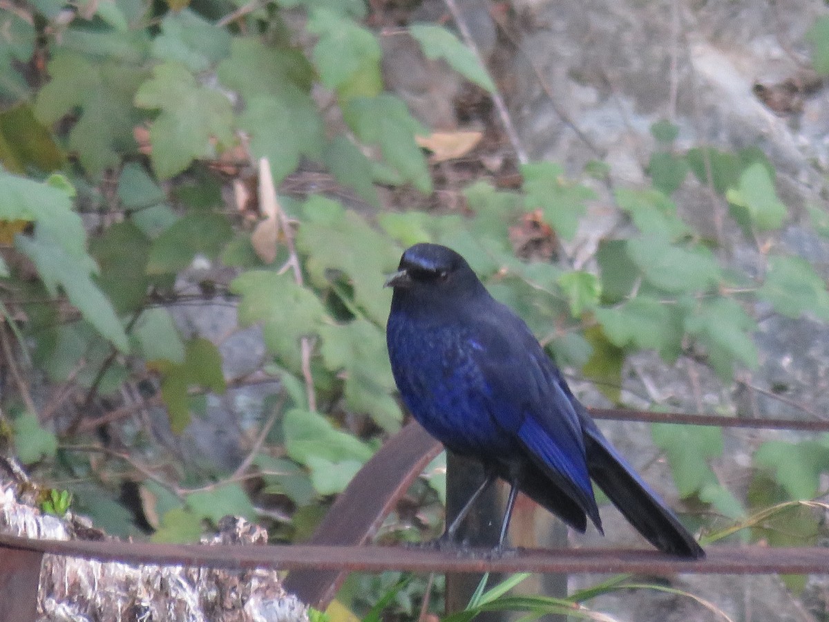 Тайваньская синяя птица - ML617788112