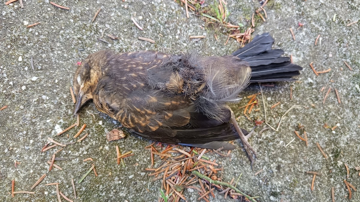 Amsel - ML617788157