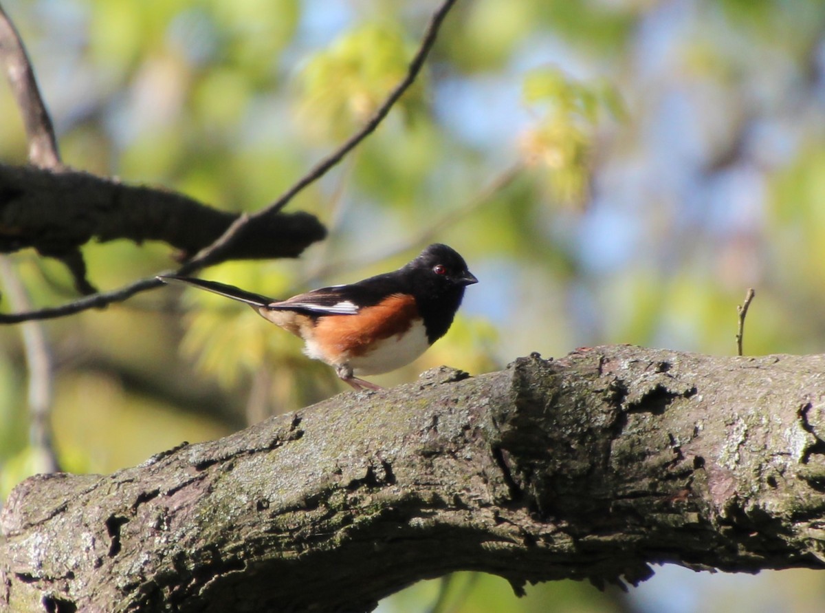 Eastern Towhee - Stephen Price