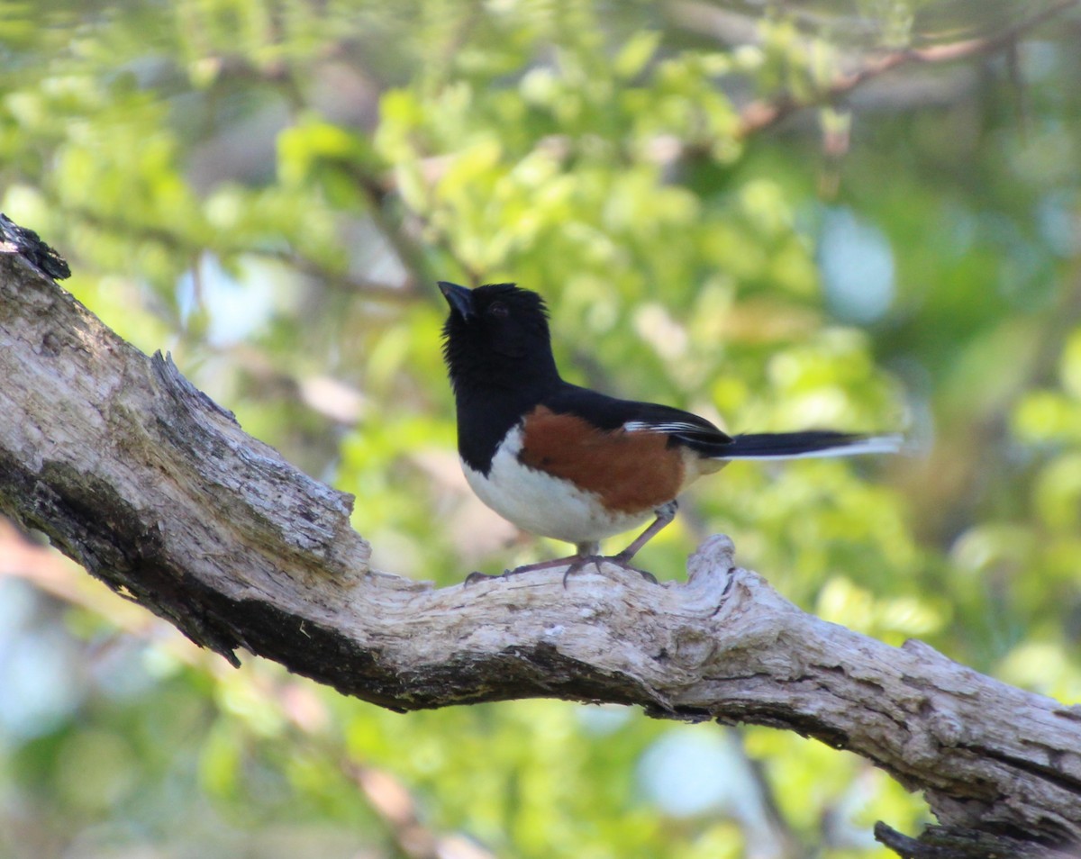 Eastern Towhee - Stephen Price