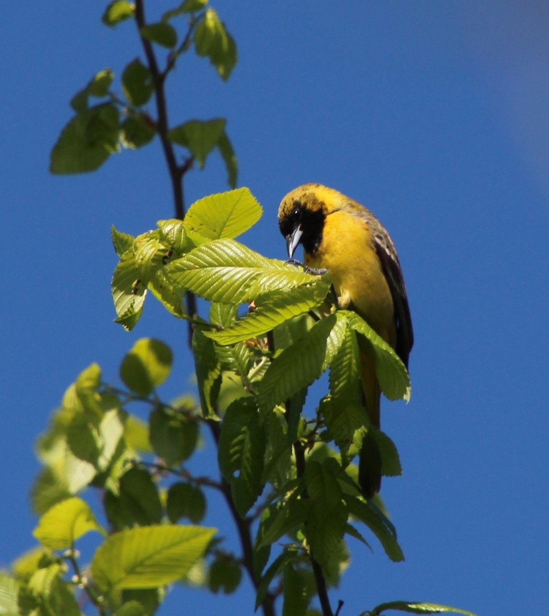 Orchard Oriole - Stephen Price