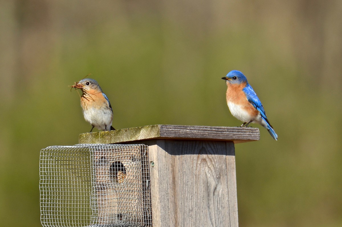 Eastern Bluebird - ML617788253