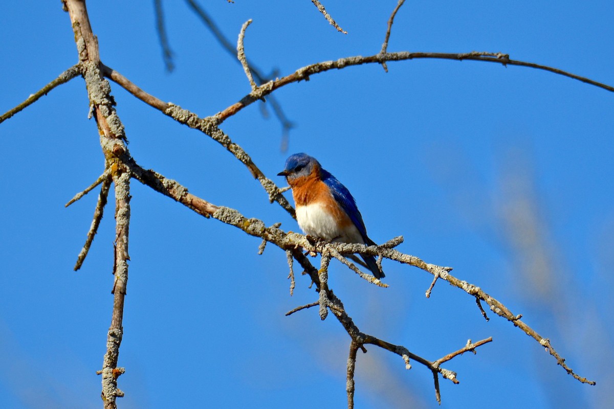 Eastern Bluebird - Judith James