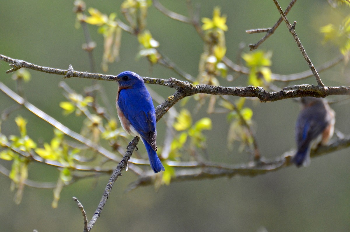 Eastern Bluebird - ML617788255