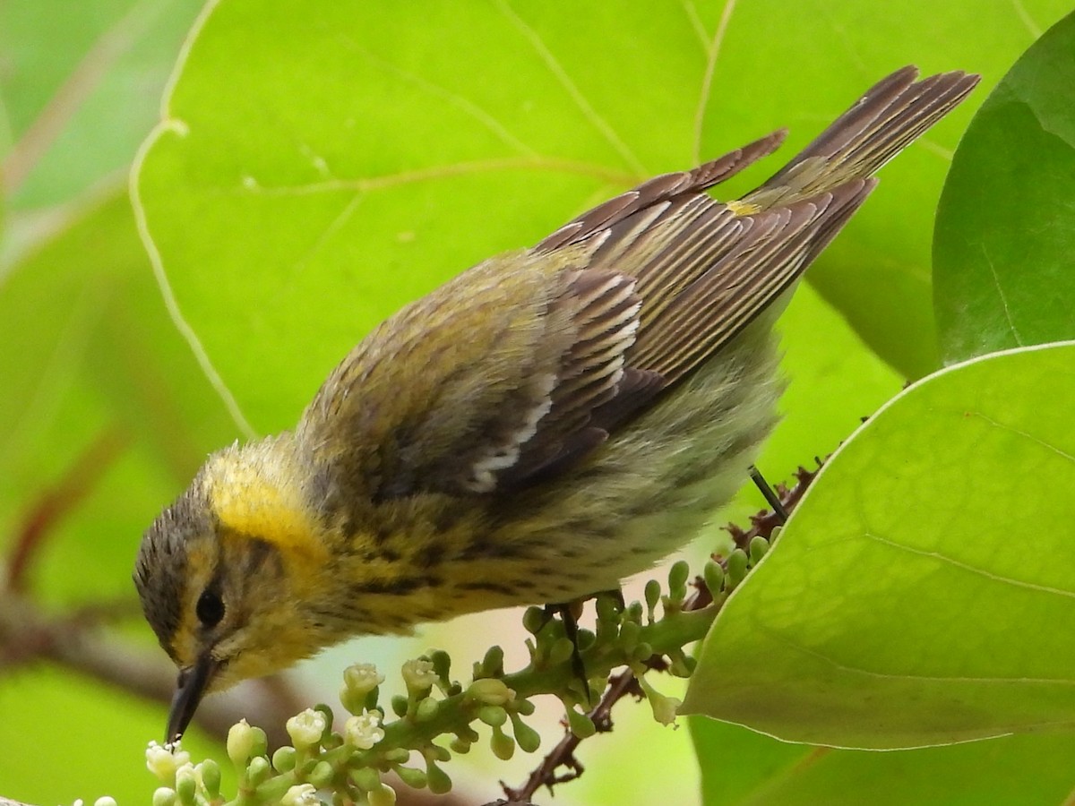 Cape May Warbler - ML617788265