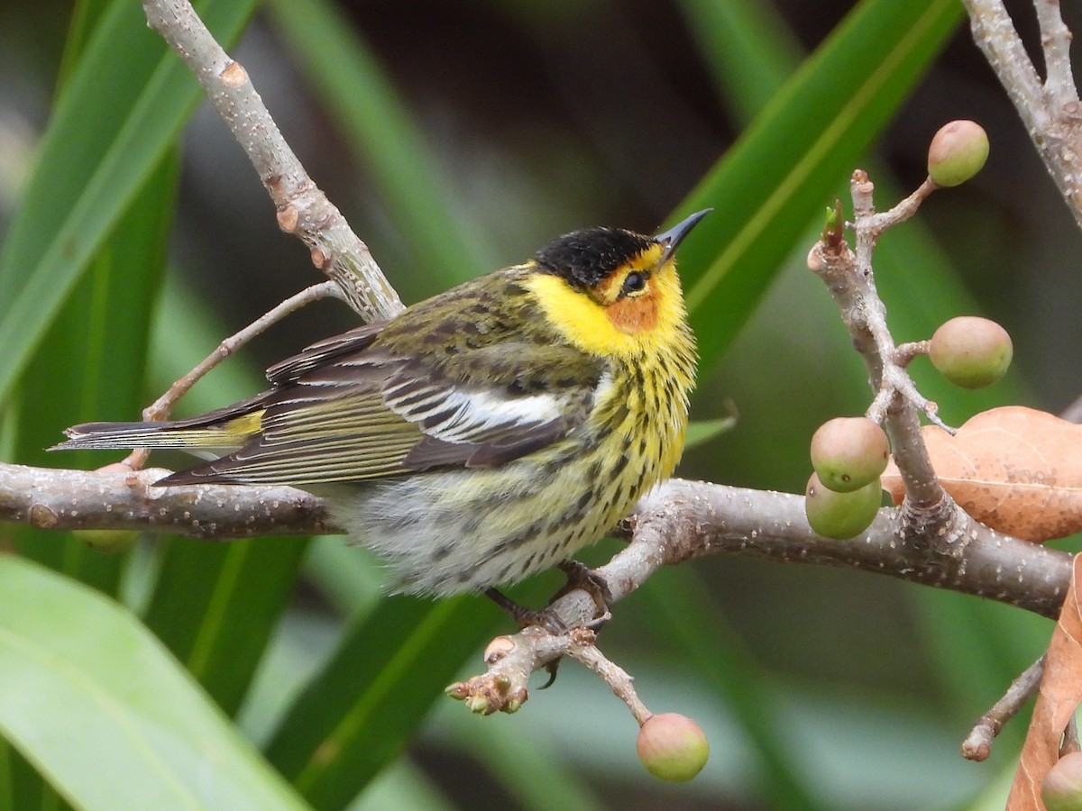 Cape May Warbler - ML617788267