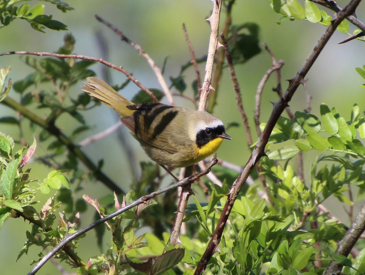 Common Yellowthroat - Stephen Price