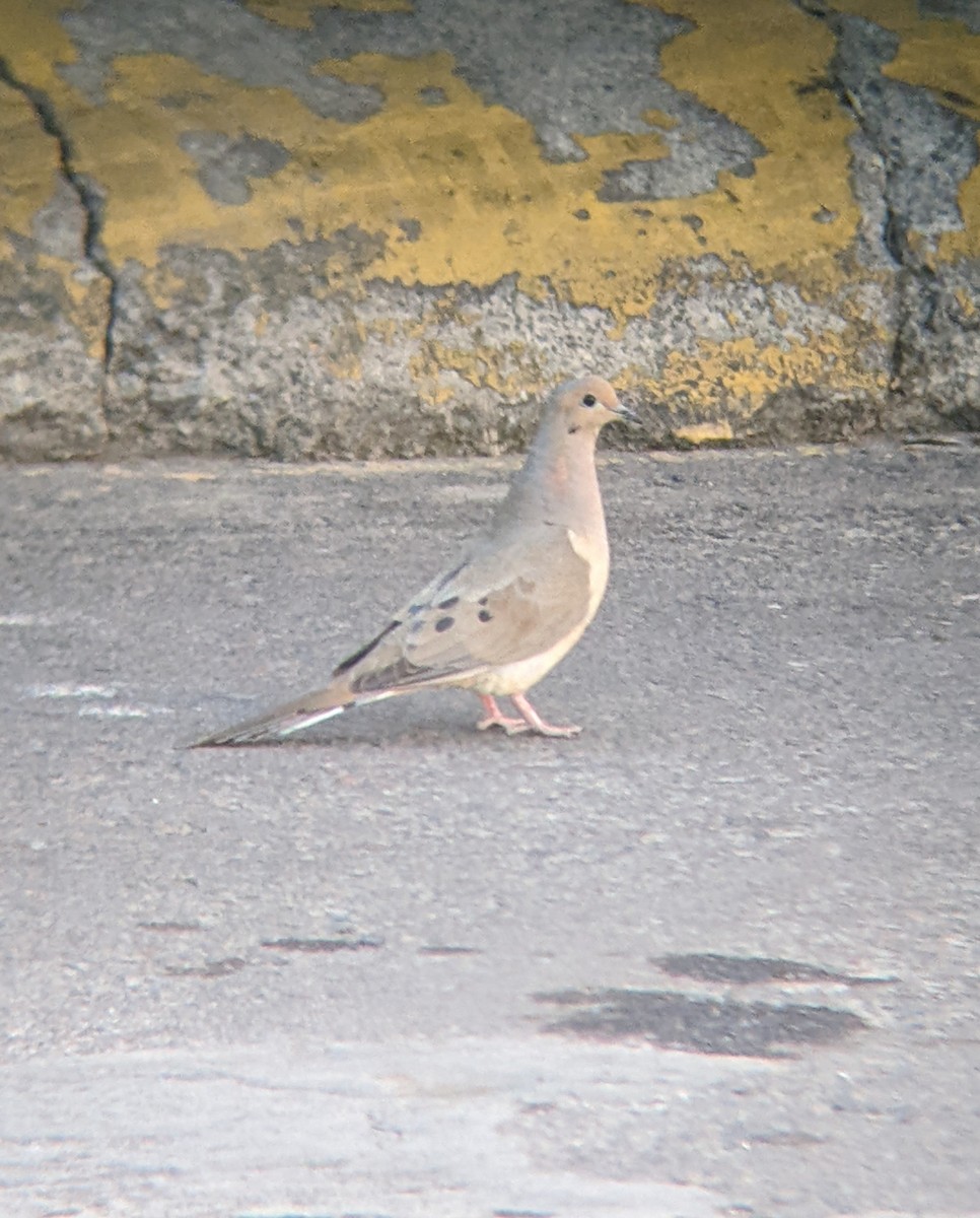 Mourning Dove - Bemma Watson Hernandez