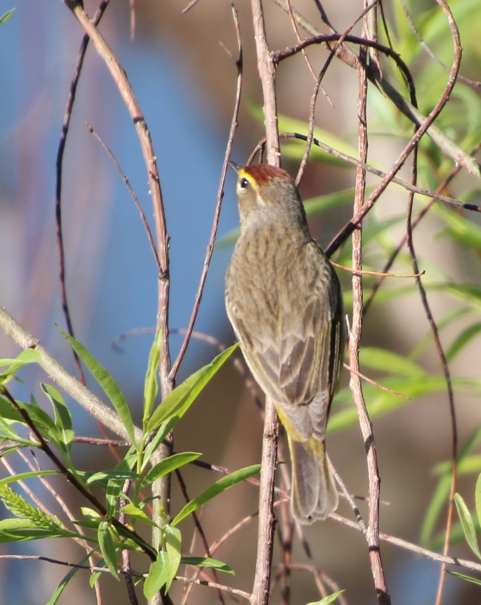 Palm Warbler - Stephen Price