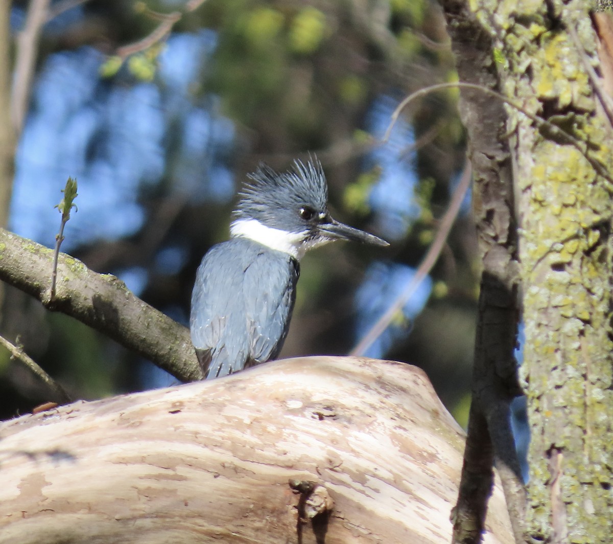 Belted Kingfisher - ML617788324