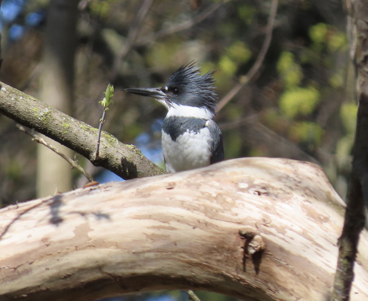 Belted Kingfisher - ML617788325