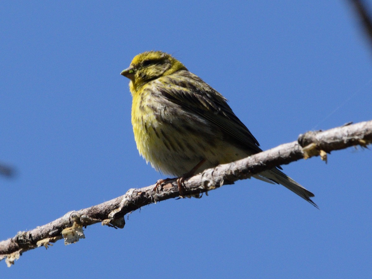 European Serin - ML617788329