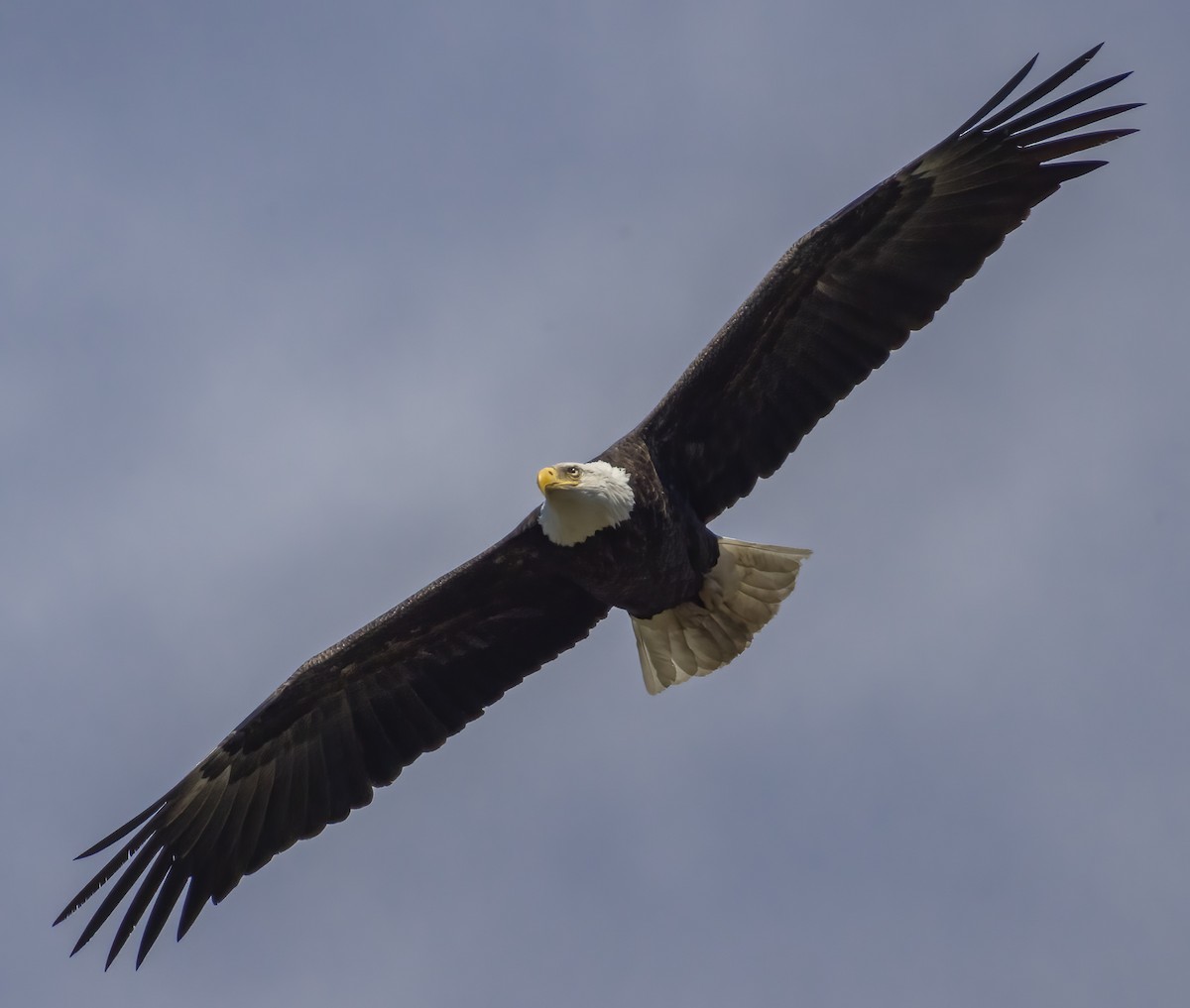 Bald Eagle - ML617788370