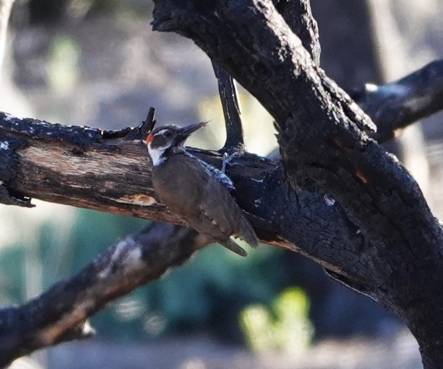 Arizona Woodpecker - Rene Laubach