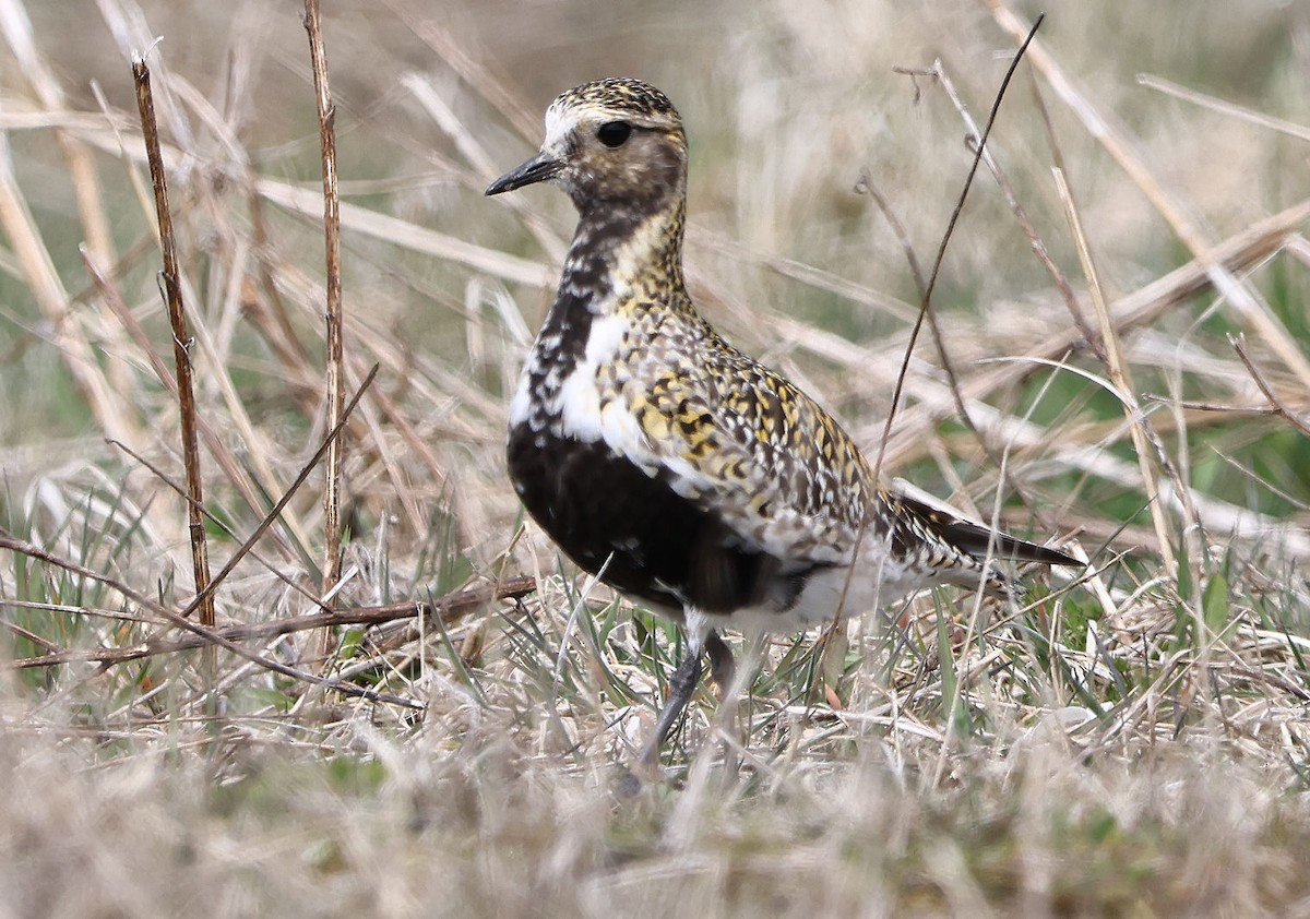 Chorlito Dorado Europeo - ML617788388