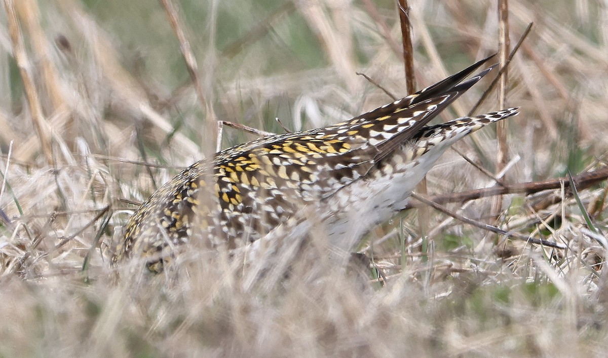 European Golden-Plover - ML617788395