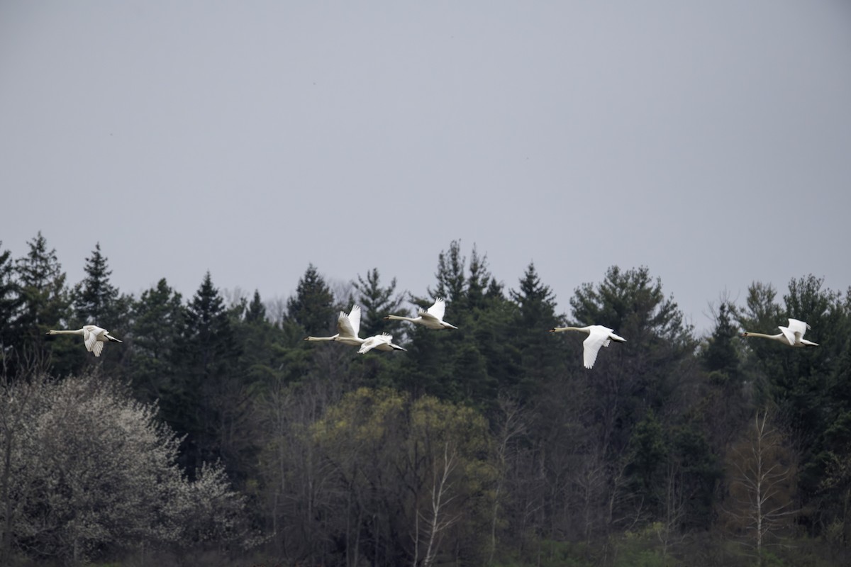 Mute Swan - ML617788417