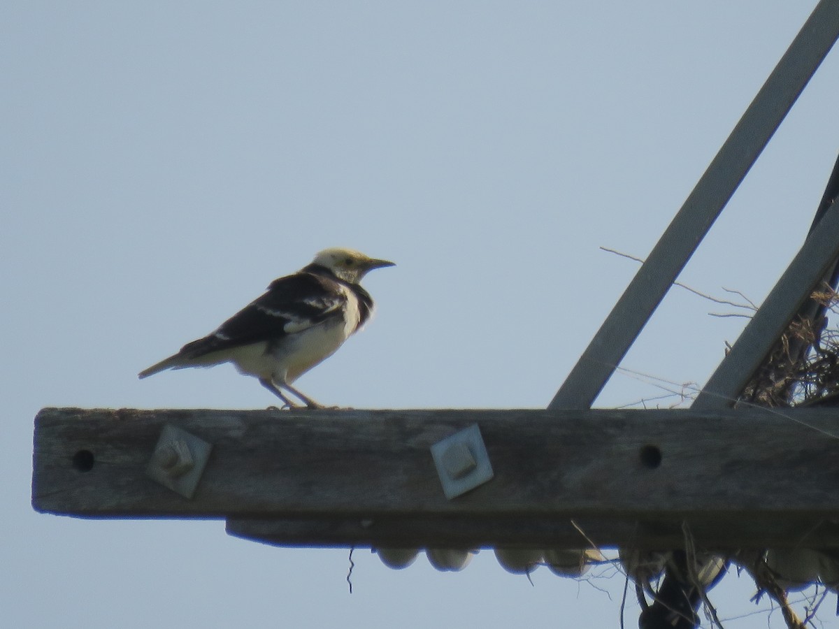 Black-collared Starling - ML617788422