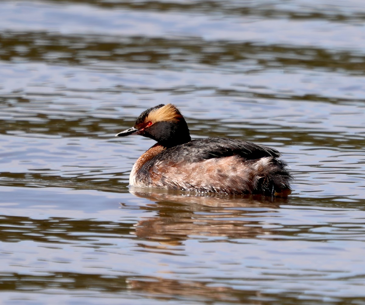 Horned Grebe - ML617788441