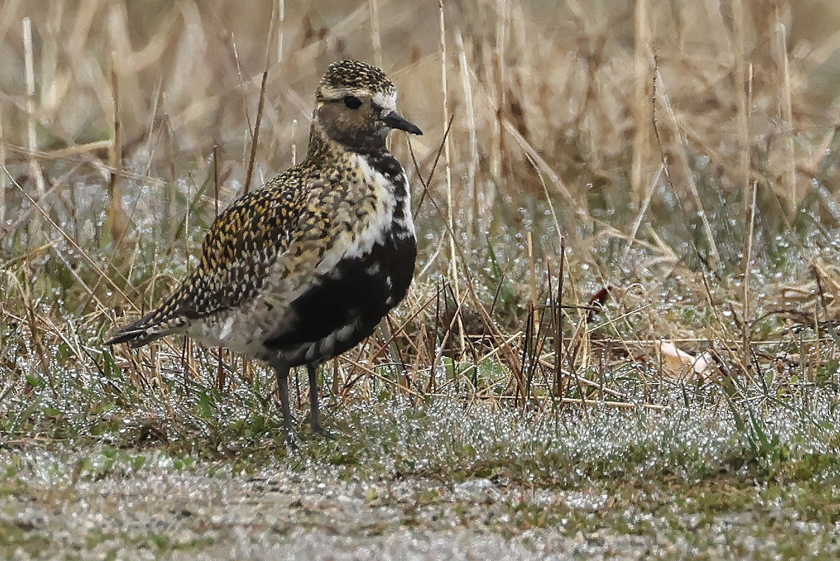 Chorlito Dorado Europeo - ML617788442