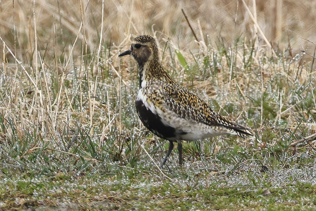 European Golden-Plover - ML617788446