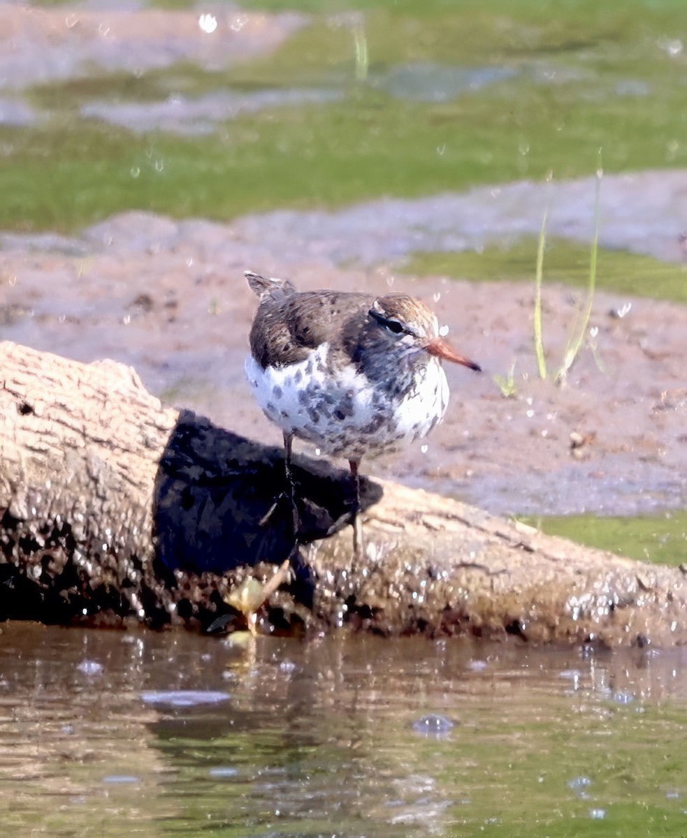 Spotted Sandpiper - ML617788454