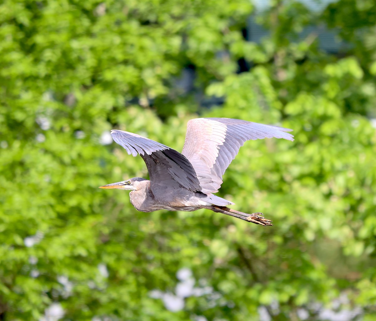 Great Blue Heron - ML617788469