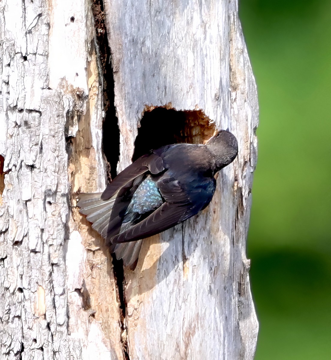 Tree Swallow - ML617788492