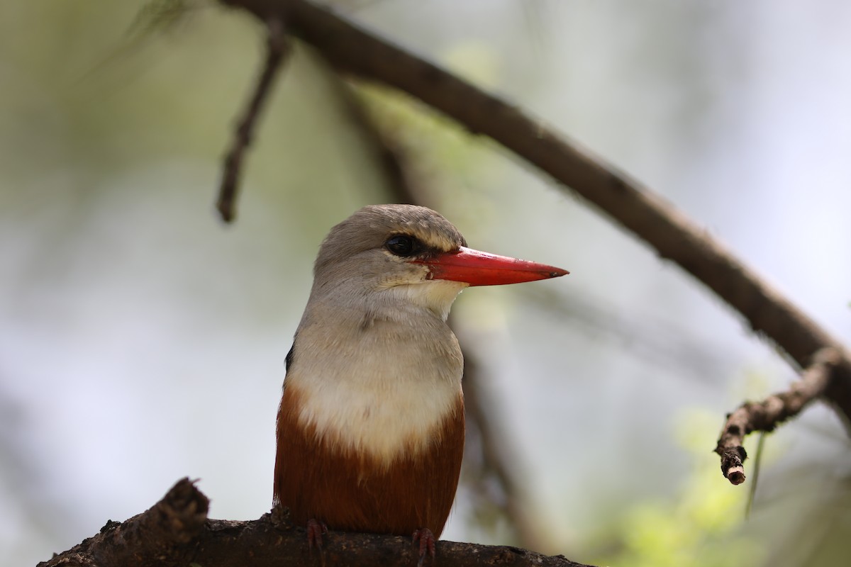 Gray-headed Kingfisher - Rohan van Twest