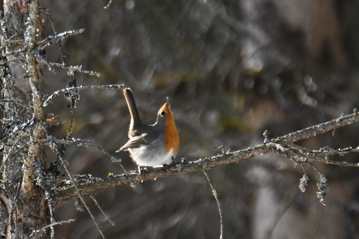 European Robin - Diego García Díaz