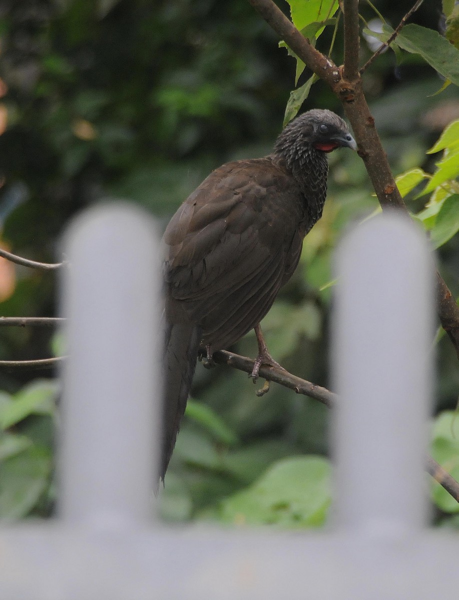 Colombian Chachalaca - William Figueroa WILLIAMBIRDING