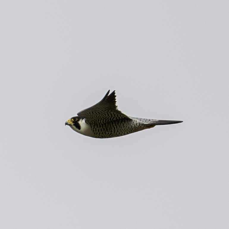 Peregrine Falcon - ML617788787