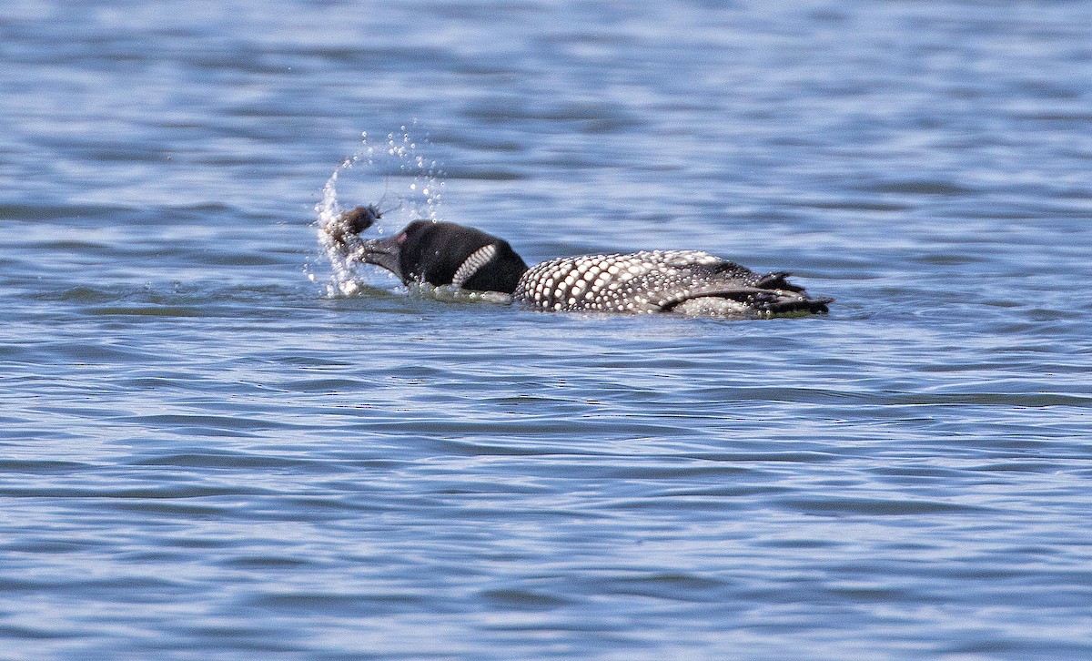 Common Loon - Sneed Collard