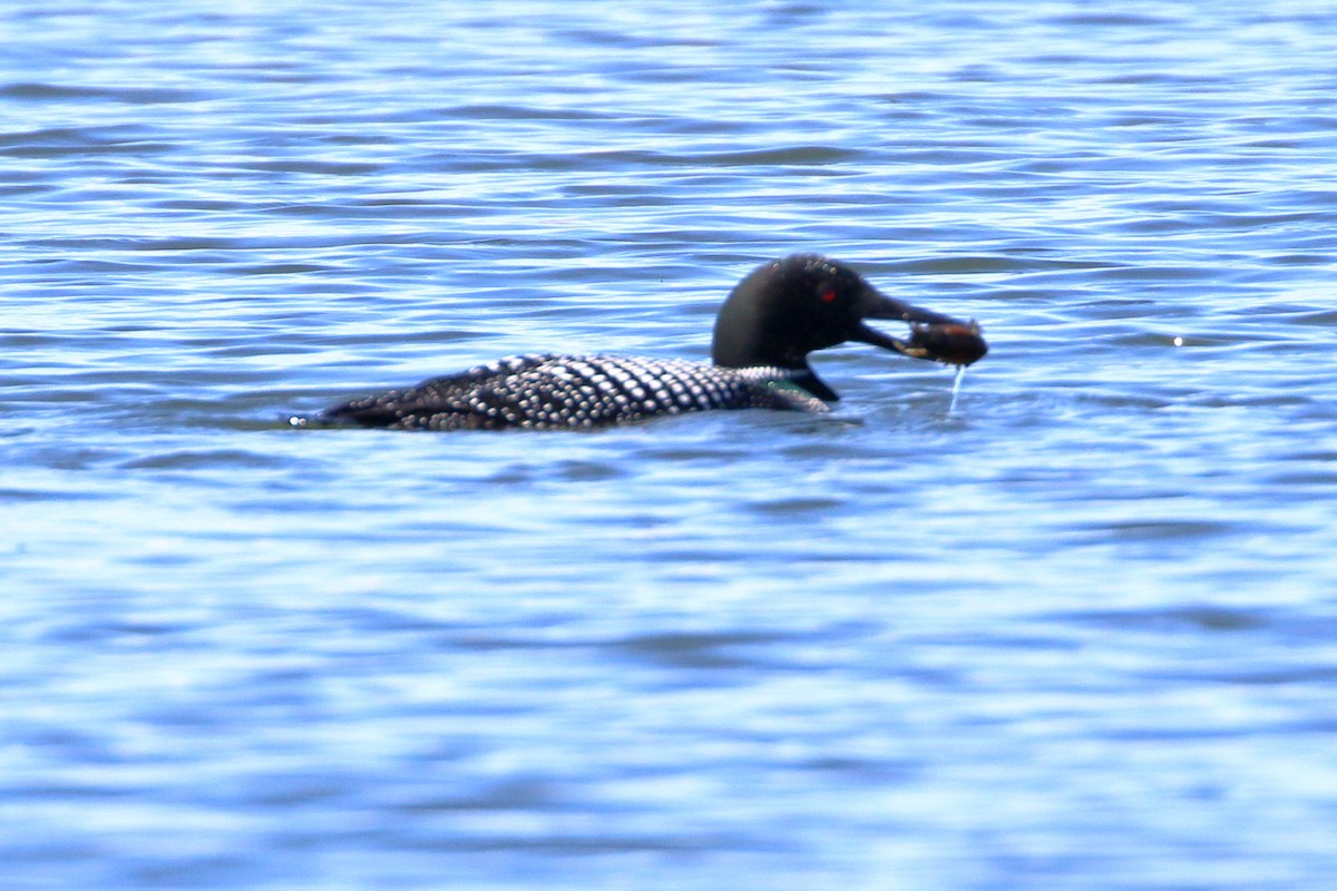 Common Loon - Sneed Collard