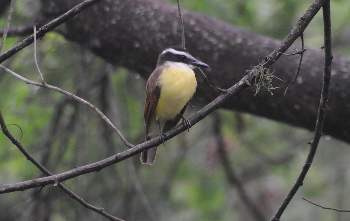 Lesser Kiskadee - William Figueroa WILLIAMBIRDING