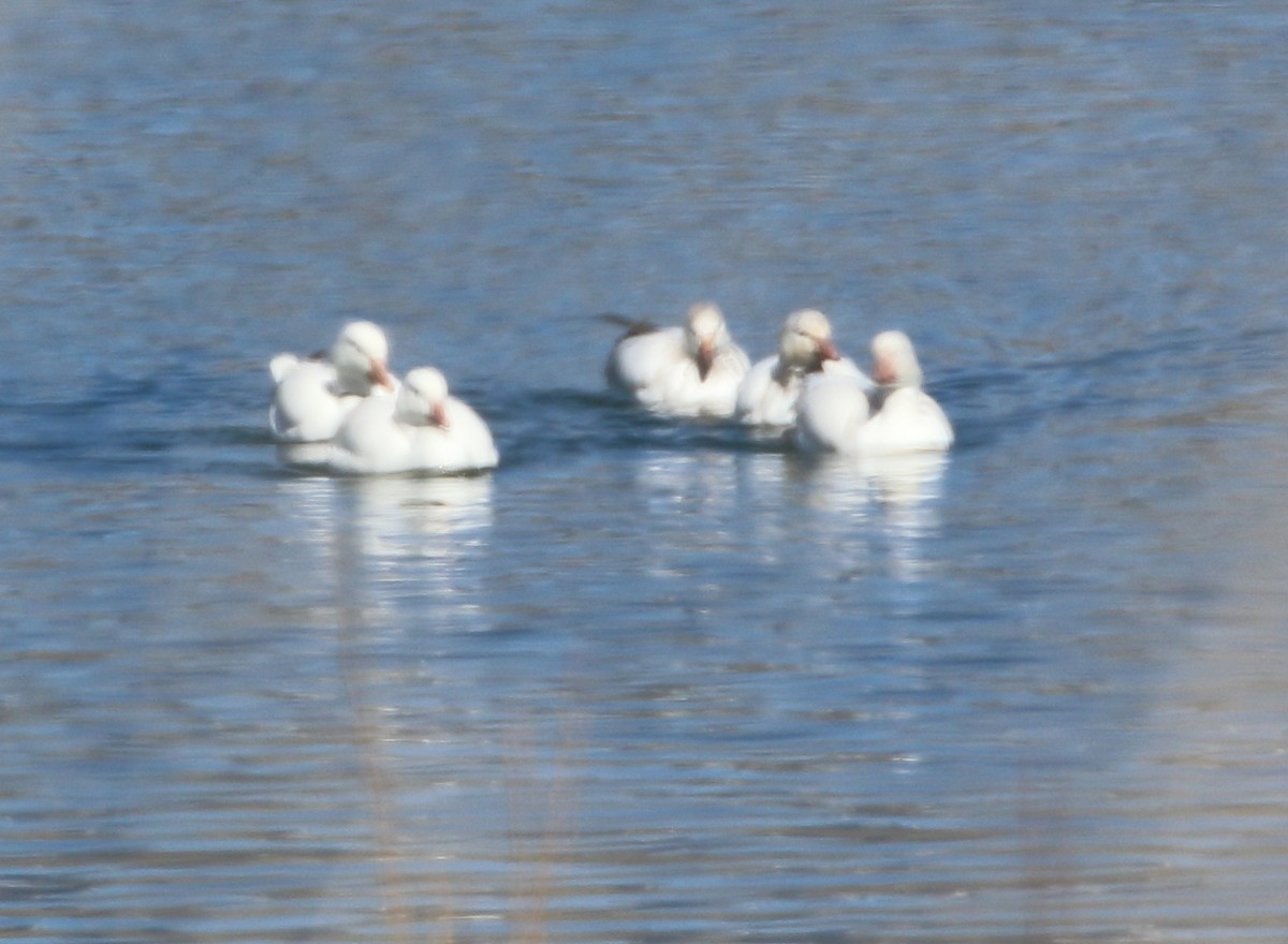 Ross's Goose - Sneed Collard