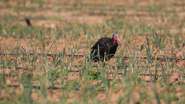 Northern Bald Ibis - ML617788866