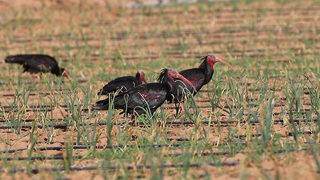 Northern Bald Ibis - ML617788867