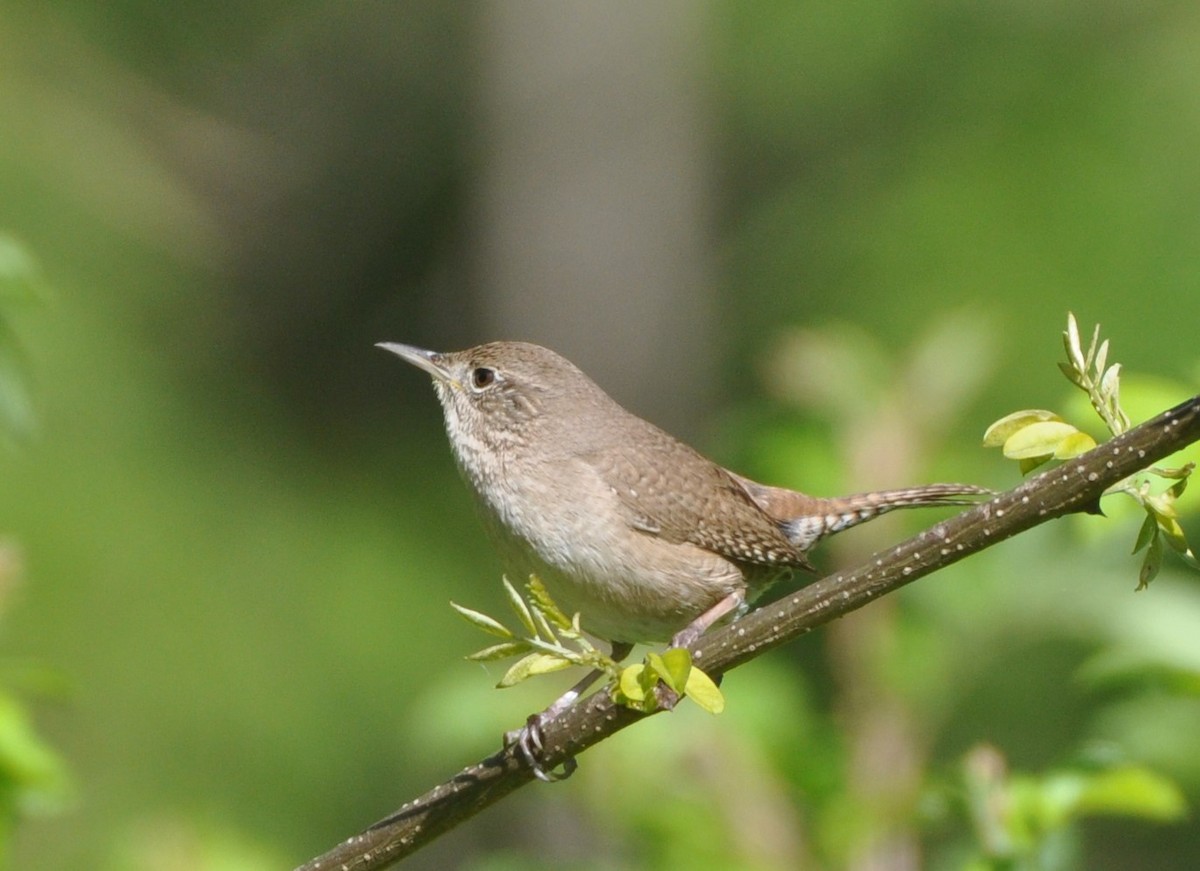 Chochín Criollo - ML617788877