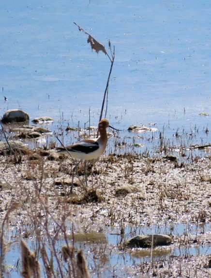 Avocette d'Amérique - ML617788883