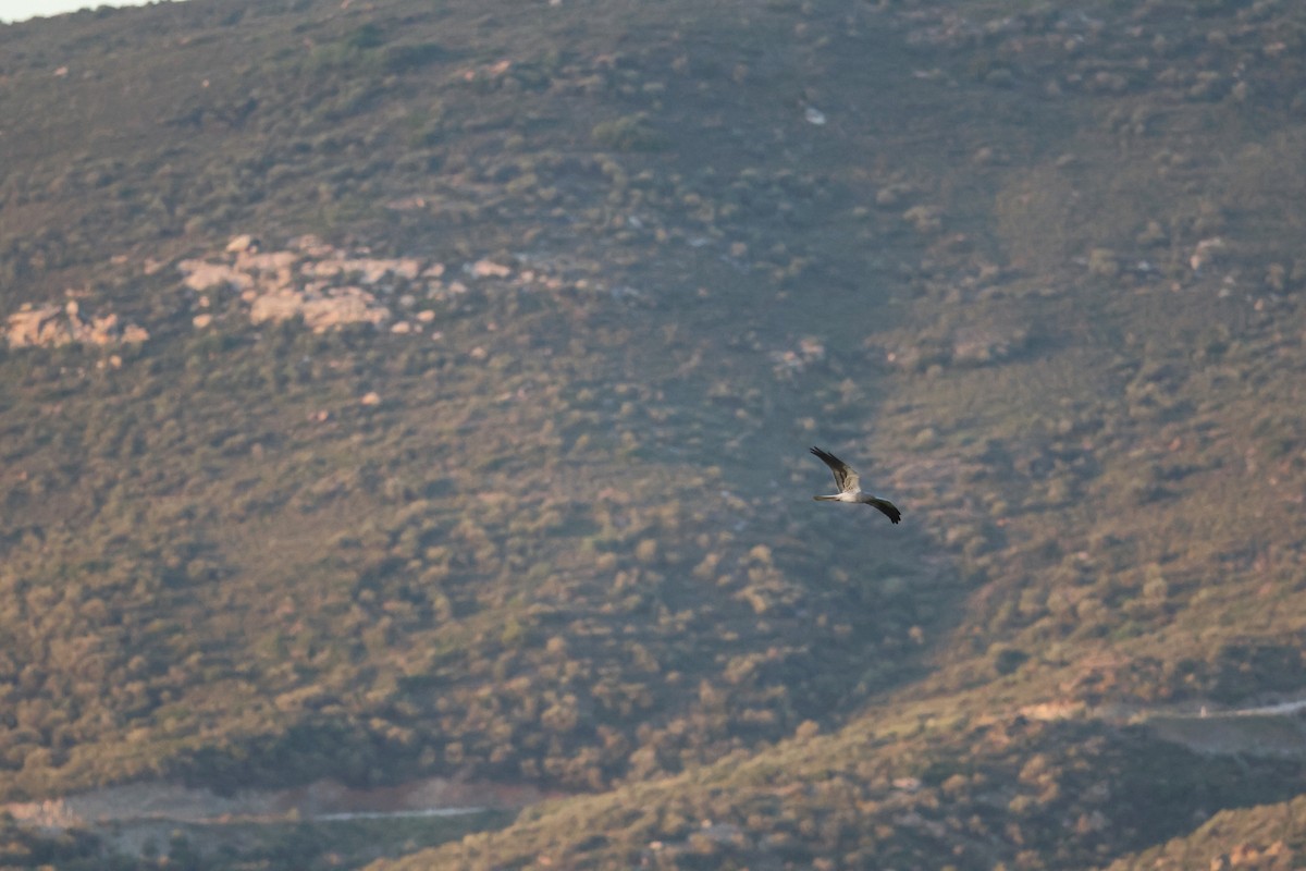 Montagu's Harrier - Christina Ninou