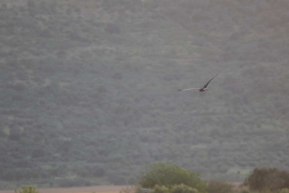 Montagu's Harrier - Christina Ninou