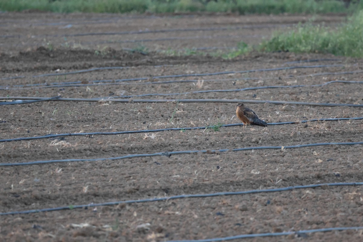 Montagu's Harrier - ML617788897