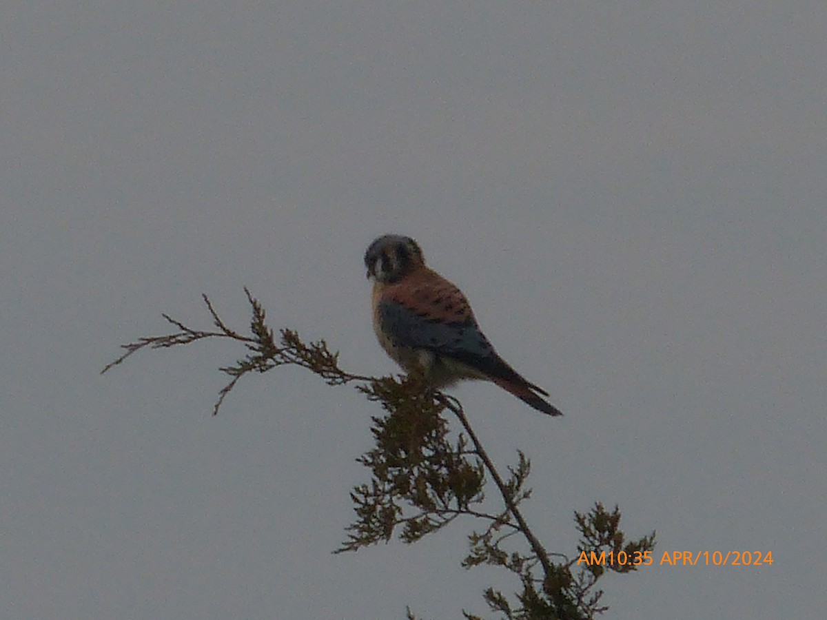 American Kestrel - ML617788910