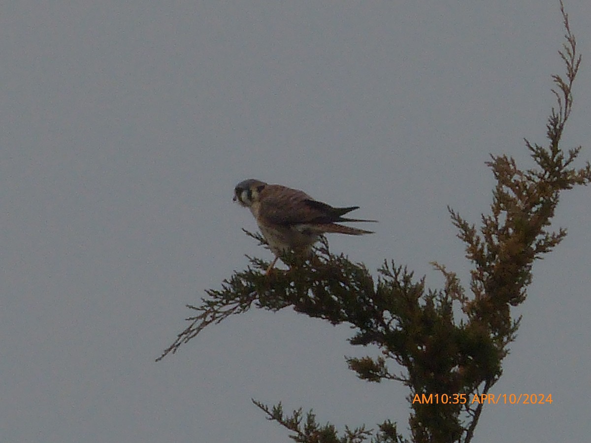 American Kestrel - ML617788911