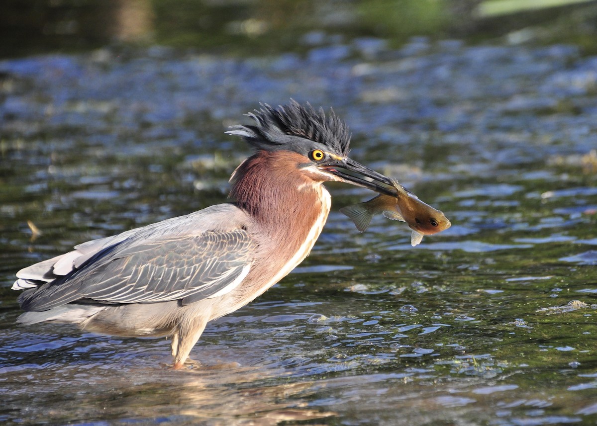 Green Heron - Tristan Infante