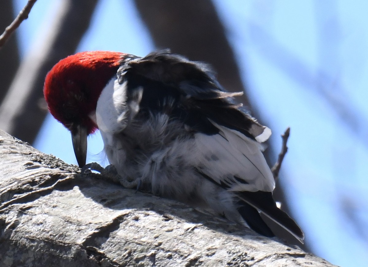 Red-headed Woodpecker - Gary Roberts